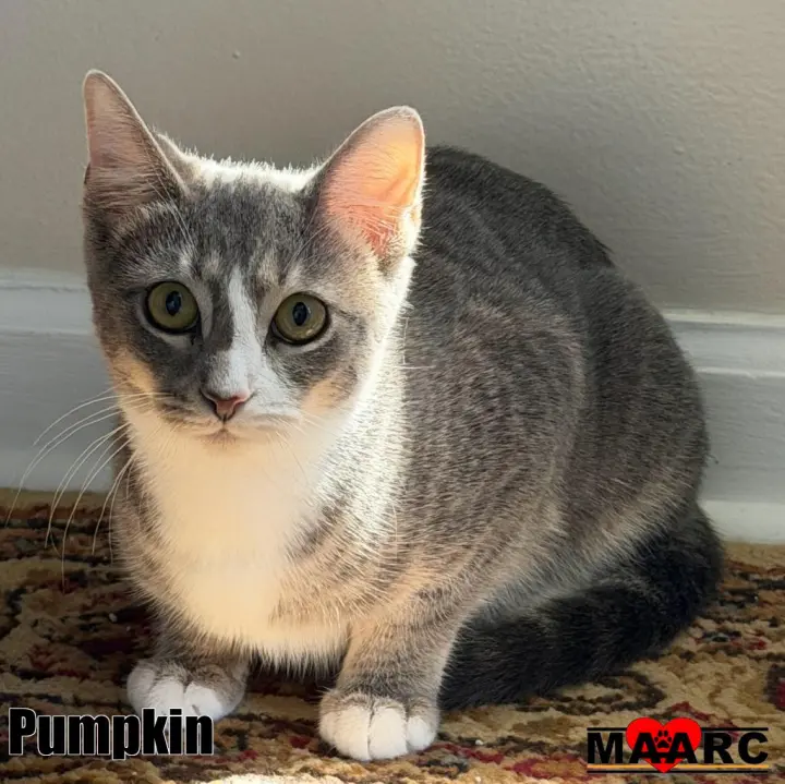 Pumpkin