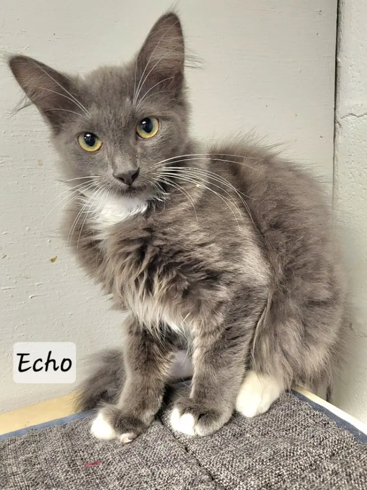 Echo