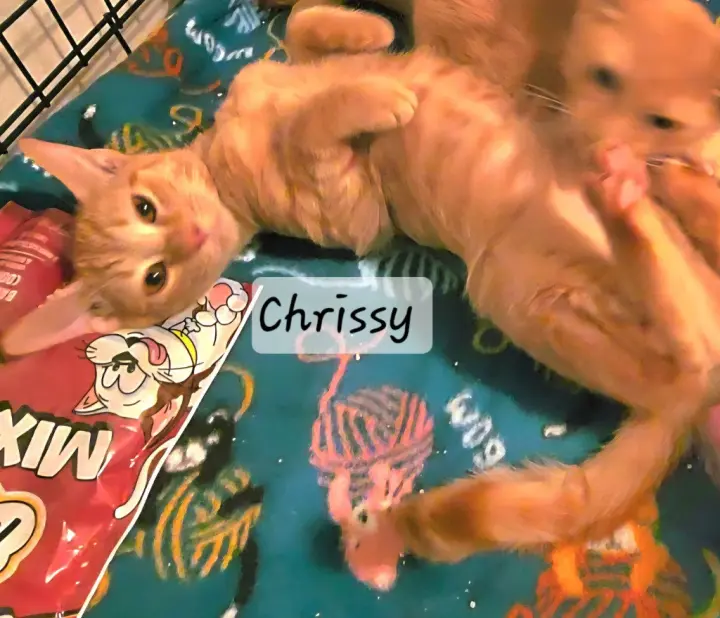 Chrissy