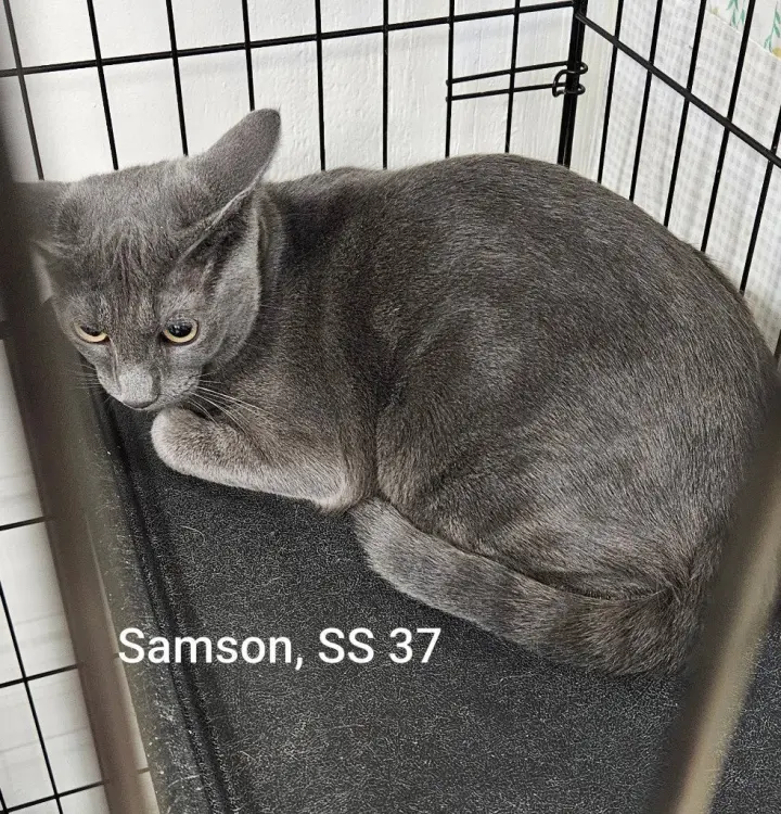 Samson