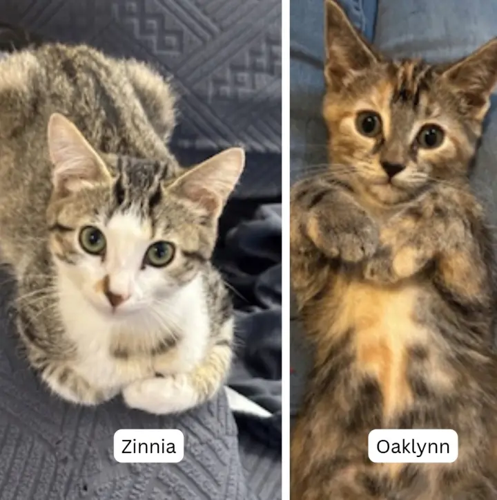 Zinnia / Oaklynn