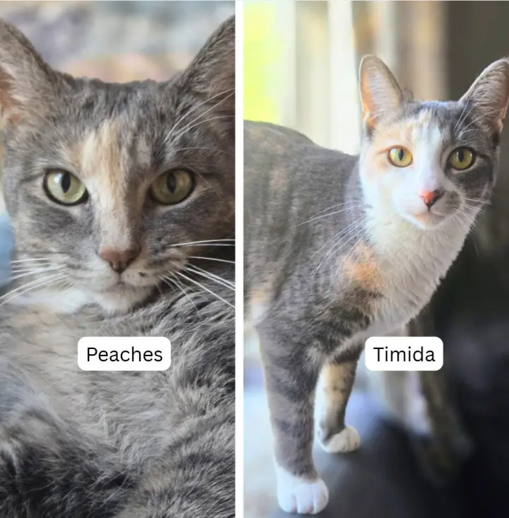 Peaches (FIV+) / Timida
