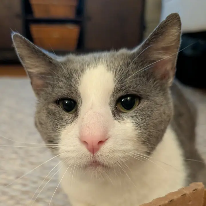 Horatio (Berloiz)