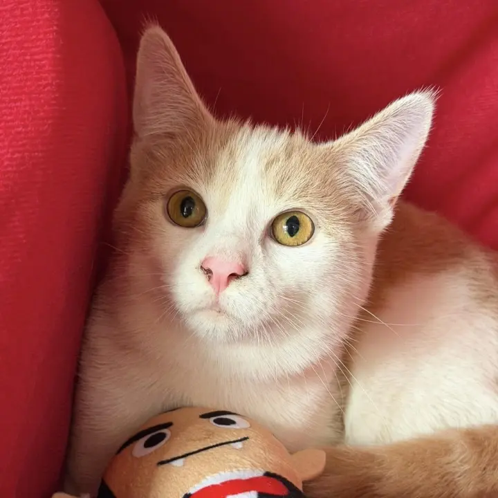 Leo