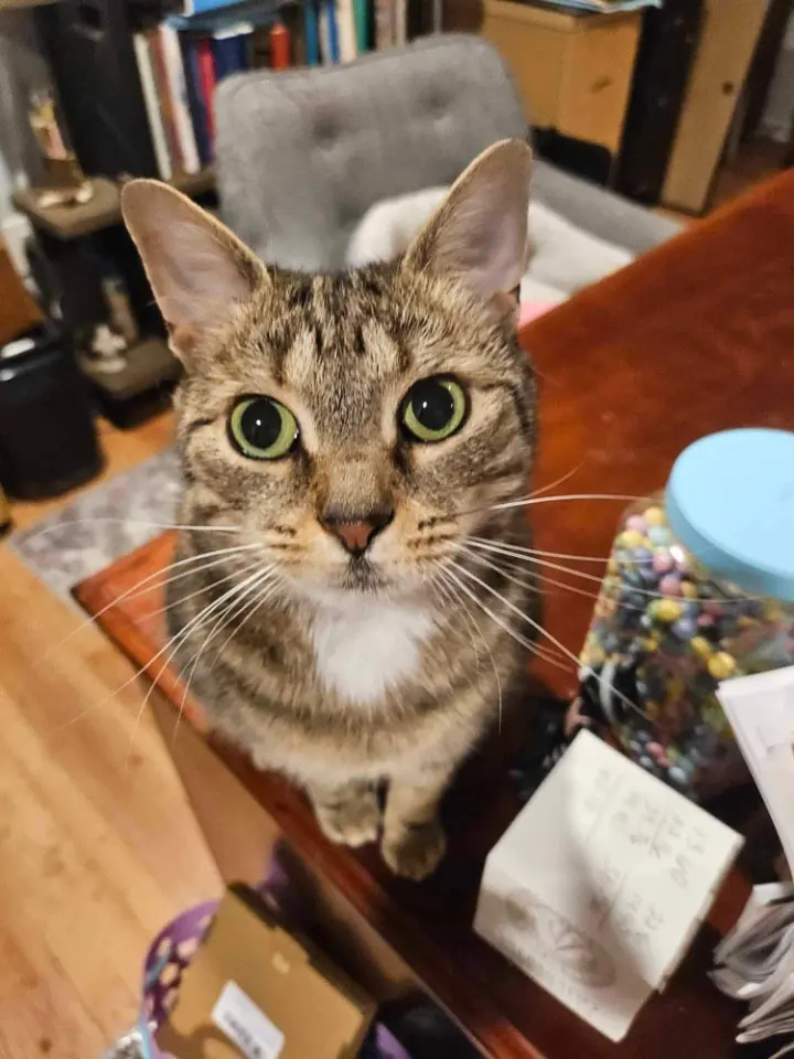 Iris (aka Dolly)