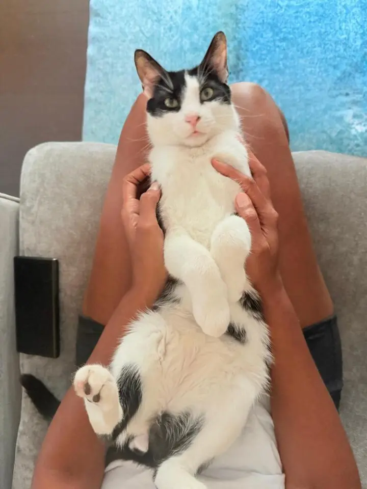 Romeow
