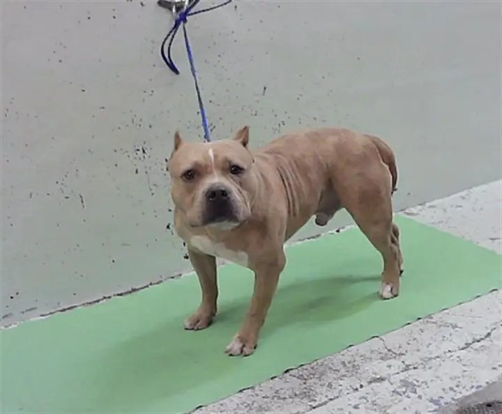CANELO