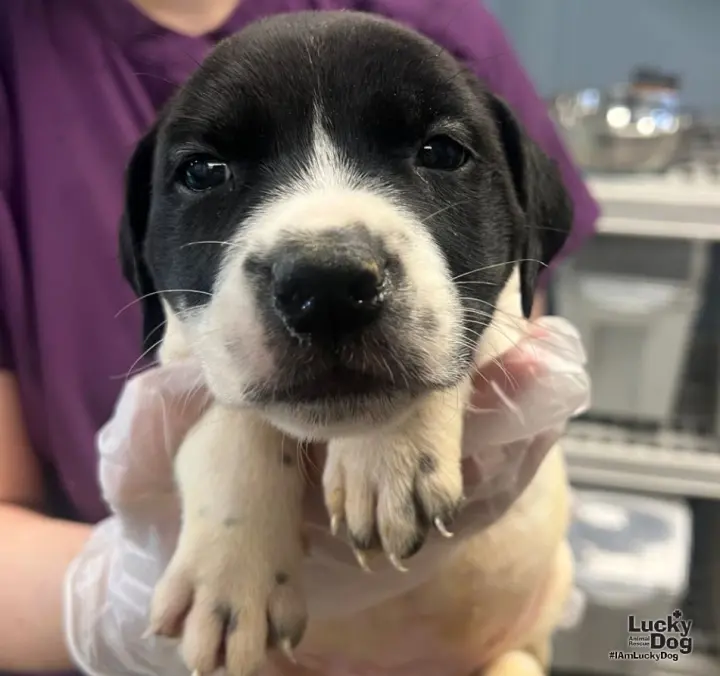 Marmalade