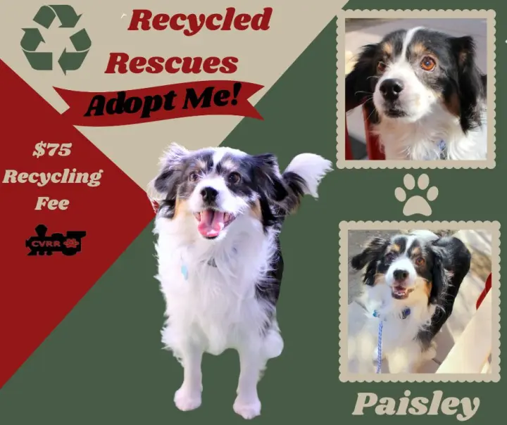 Paisley (Recycle)