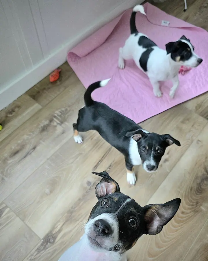 Harley, Harper and Henry (SC)