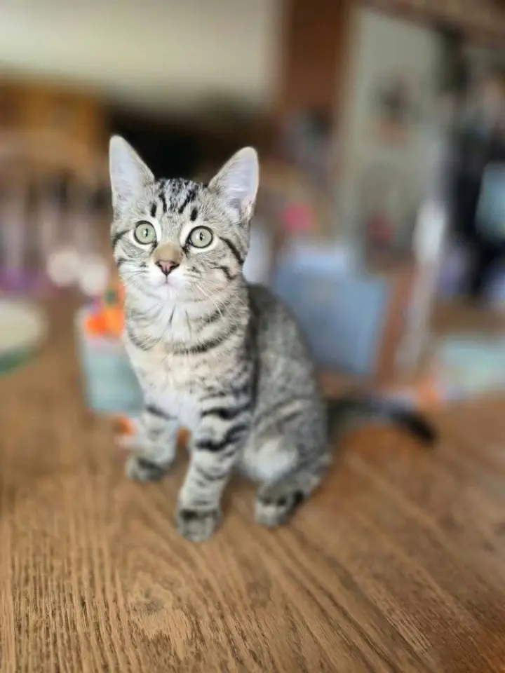 Tomas