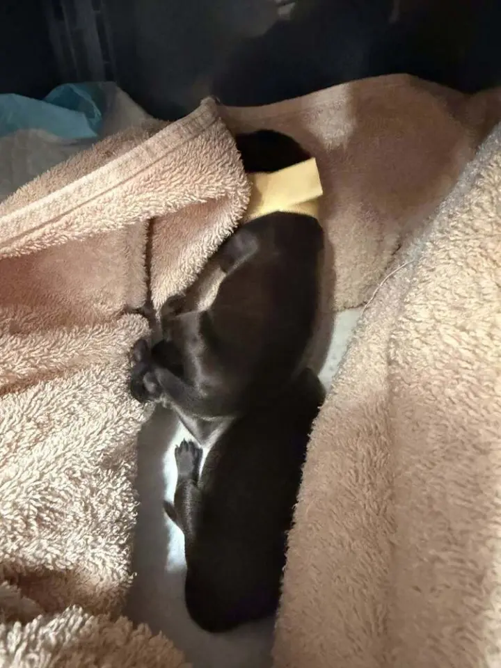 Pokemon - Baby Mimikyu - Located in Arizona