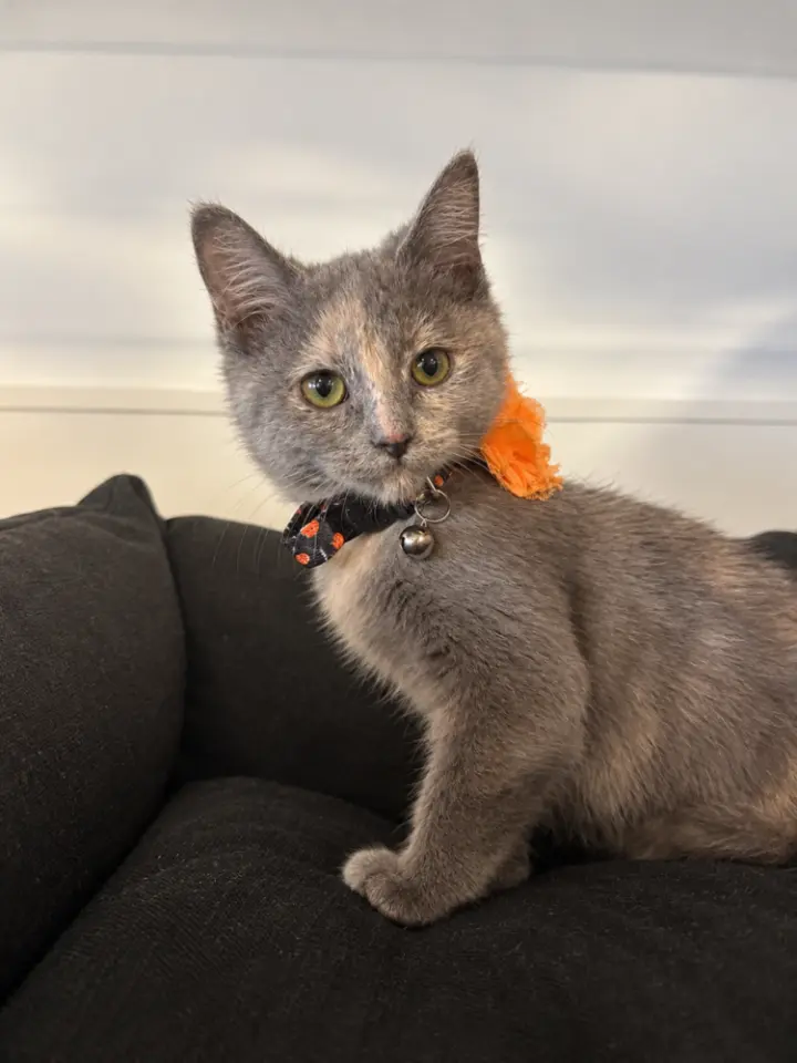 Rosie