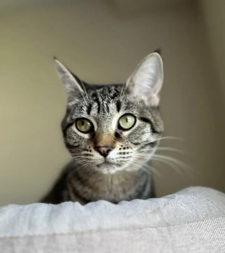 Bonnie