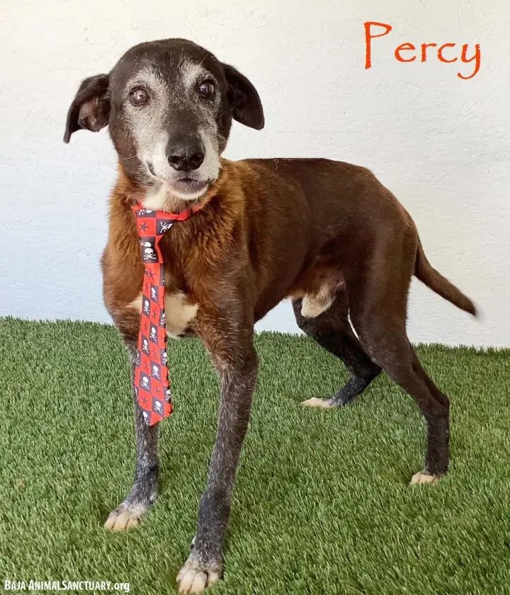 Percy