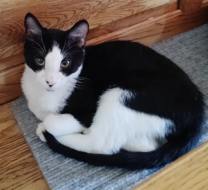 Chester