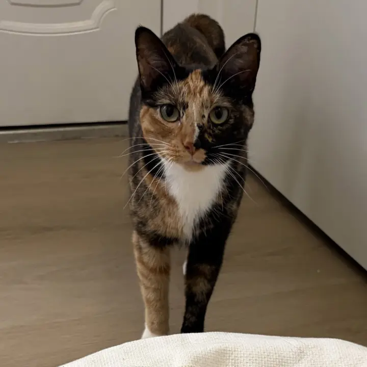 Agnes (Aka Persephone)