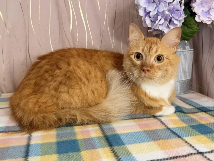 Roux