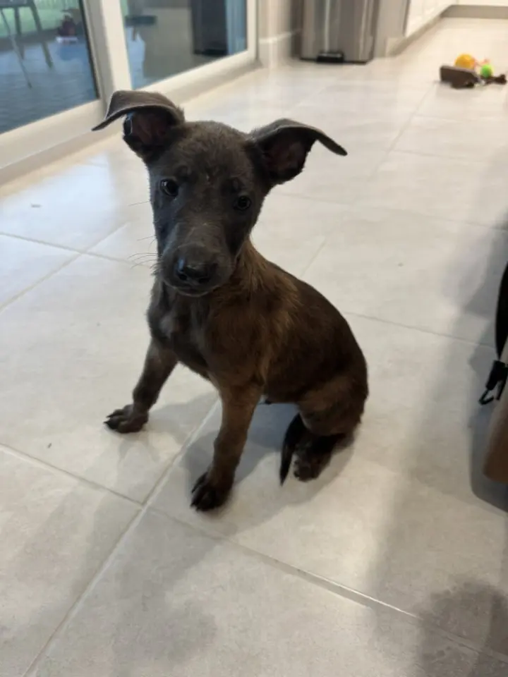 Disney Dogs - Zero - Located in FL