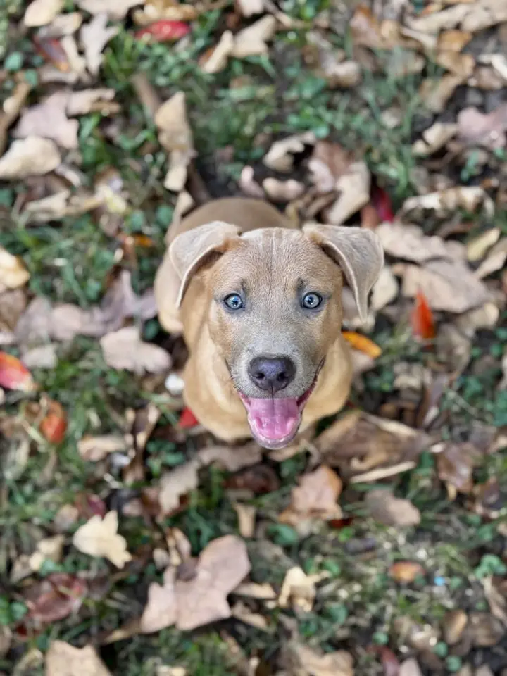 Tater Tot Potato