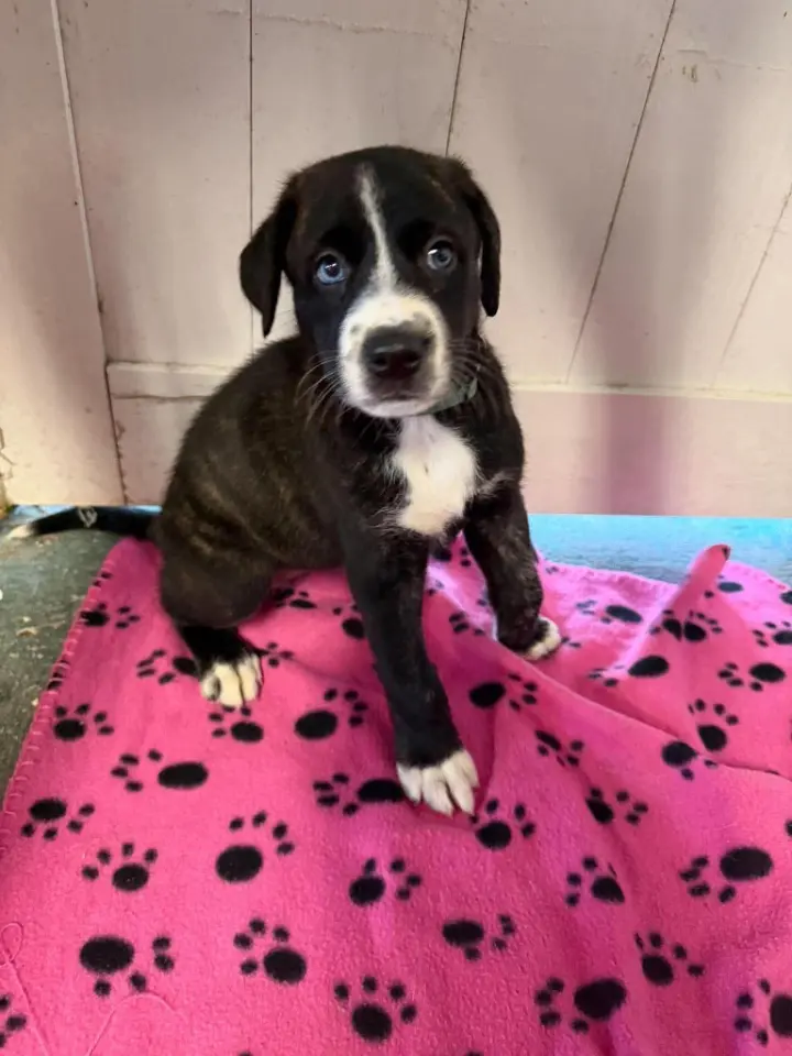 Lily (blue) - Rose litter