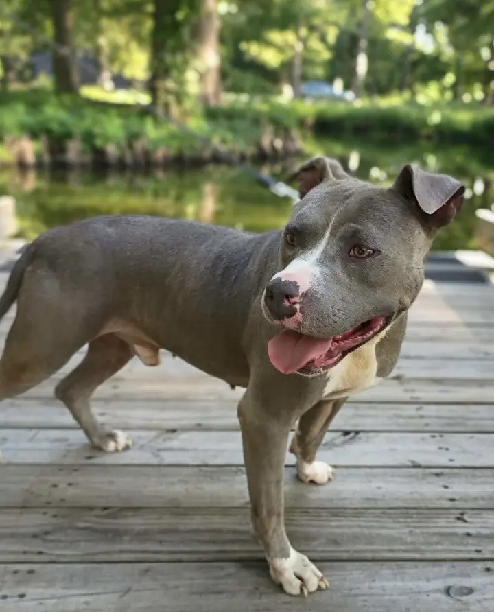 Hank the Tank