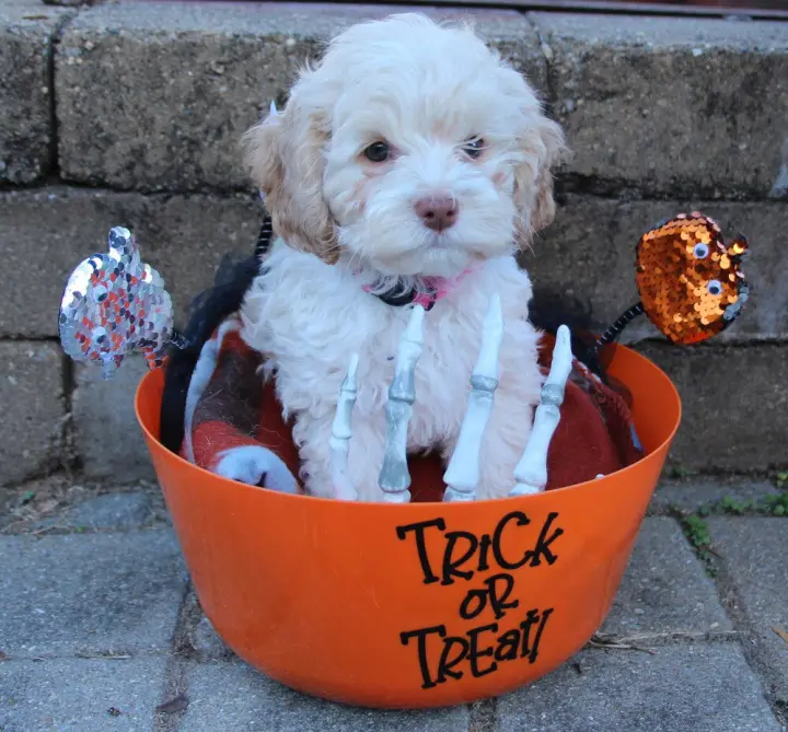 Halloween Town Ghouls: Pumpkin