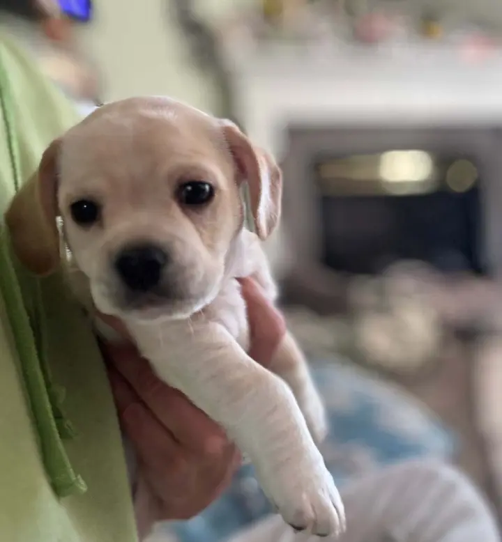 CockaChi Bs : Buddy