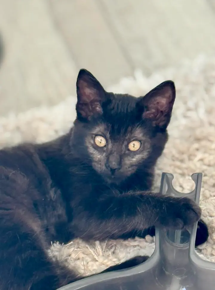Chloe