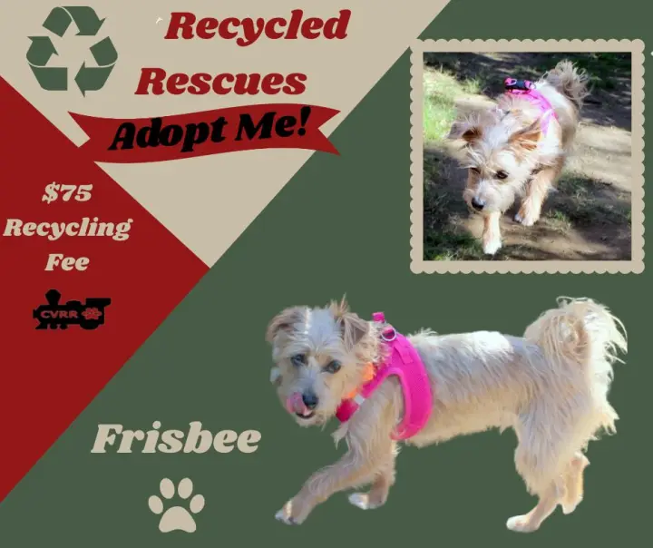 Frisbee (Recycle)