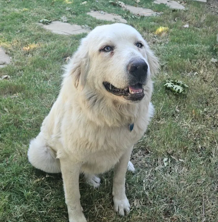 Lilly