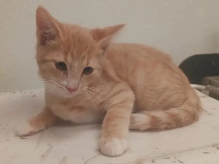 COPPER