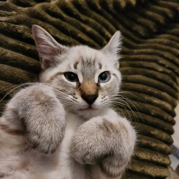 Casper