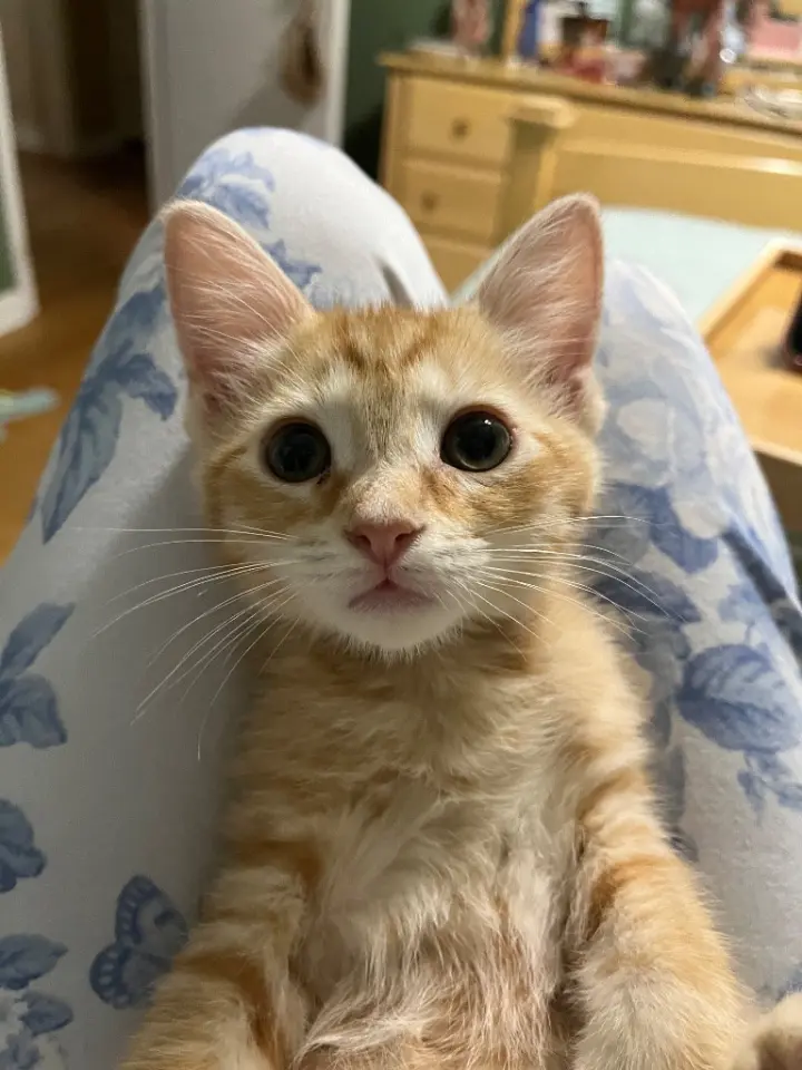 Apricot