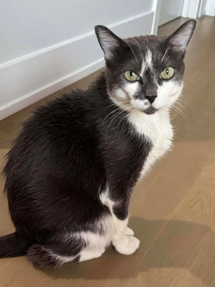 Peggy (Mojo)