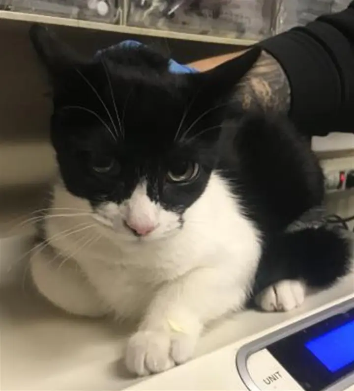 OREO