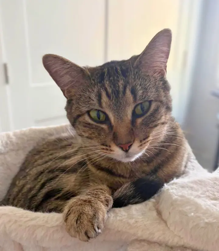 Emmy (AKA Voodoo)